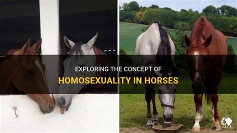 gay horses mating|Exploring The Concept Of Homosexuality In Horses .